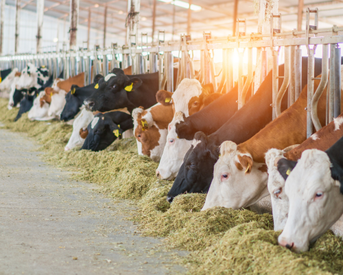 Livestock