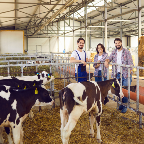livestock - cattle