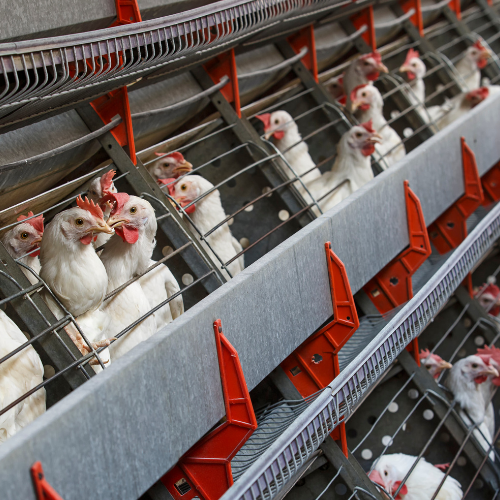 livestock - poultry