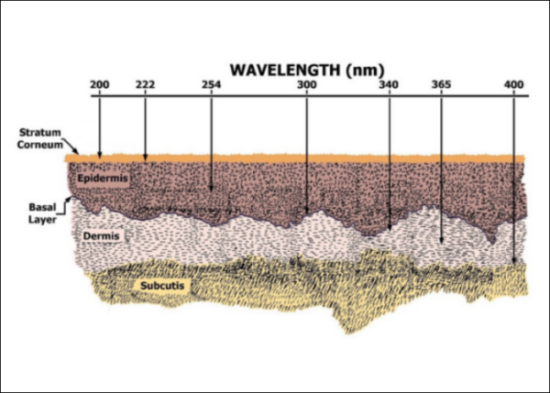 UVC Wavelength Effects on Skin