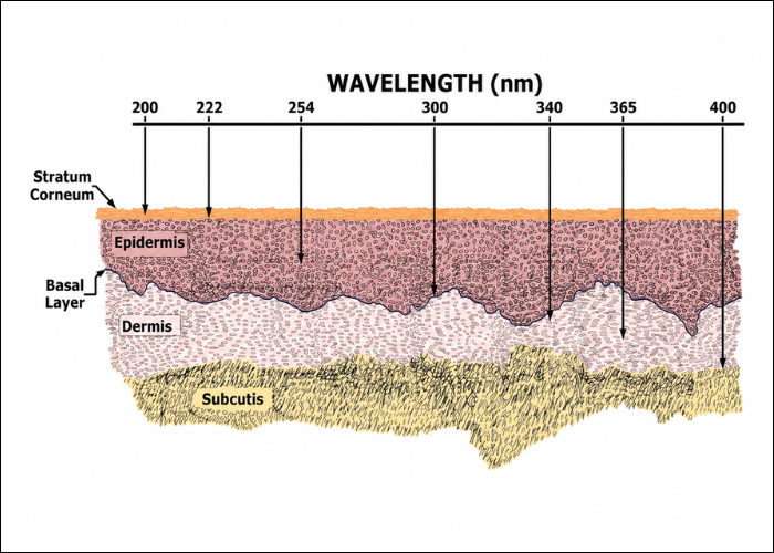 UVC Wavelength Effects on Skin